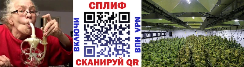 Купить  Курчалой  Конопля сатива 